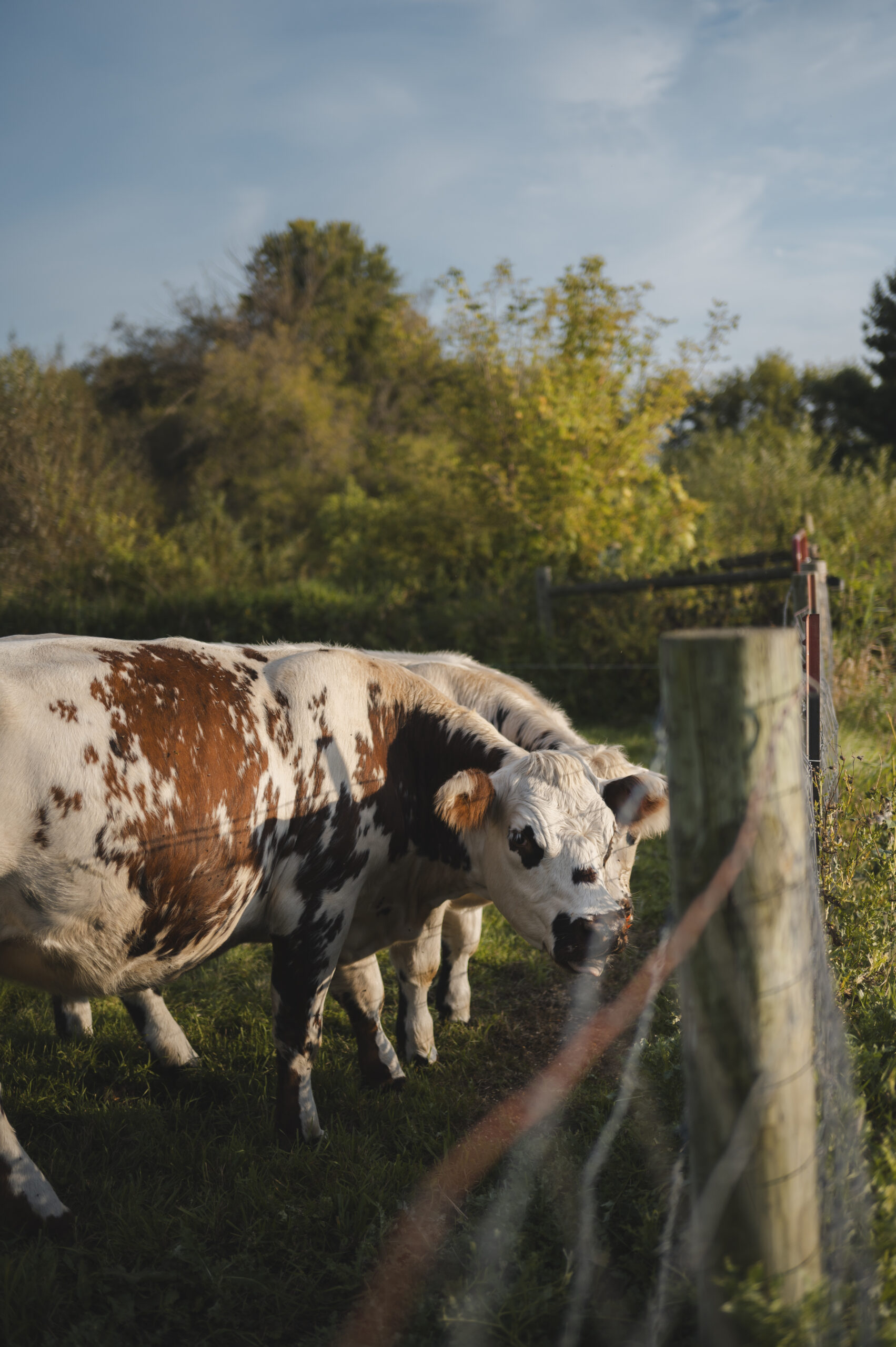 Green Pastures Family Farm photo 13